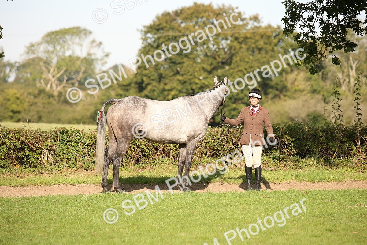 SBM_59339 - S52 - Other Coloured Horse In Hand
