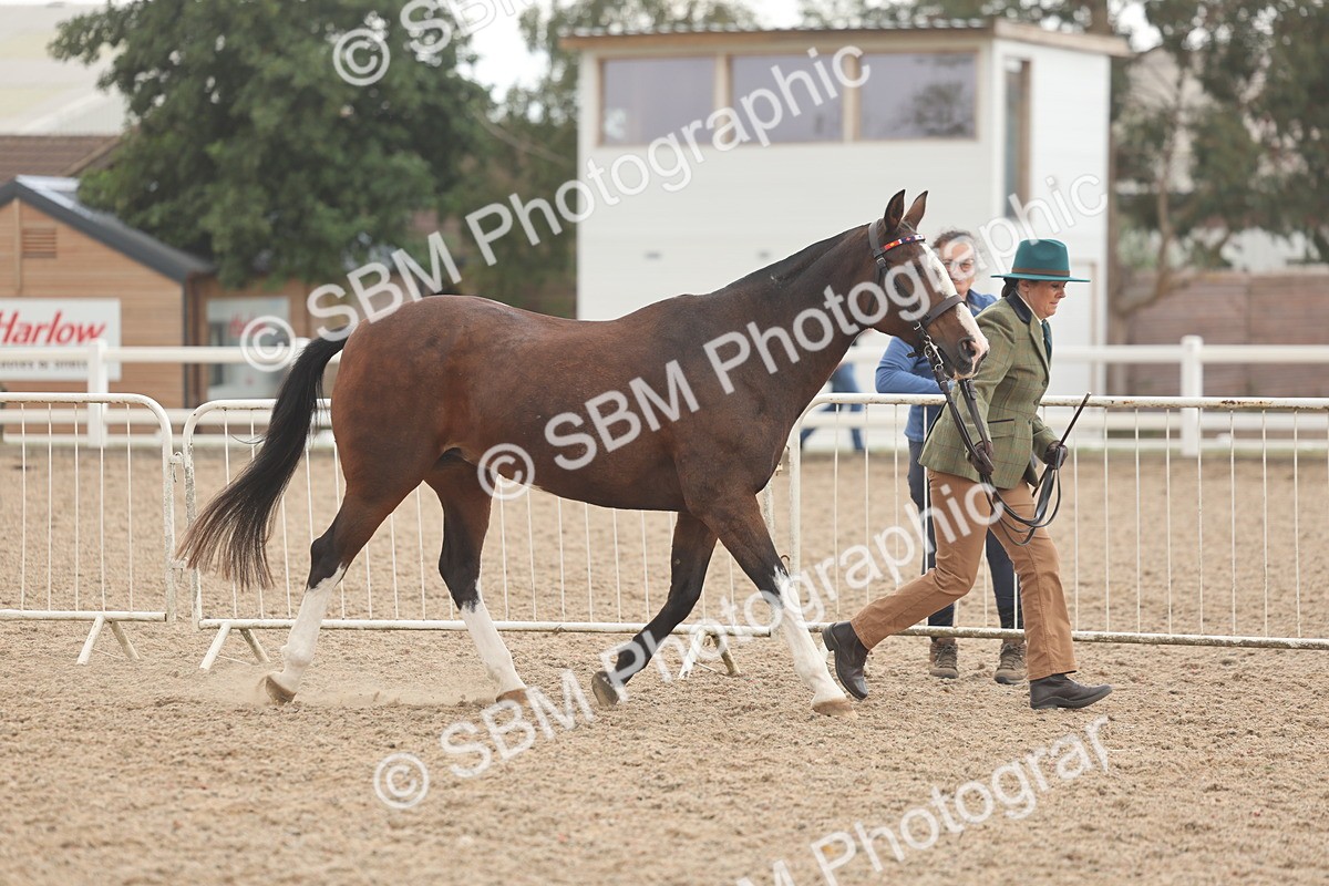 SBM_07611 - Class 26 - IH Foreign Breeds - Part Bred