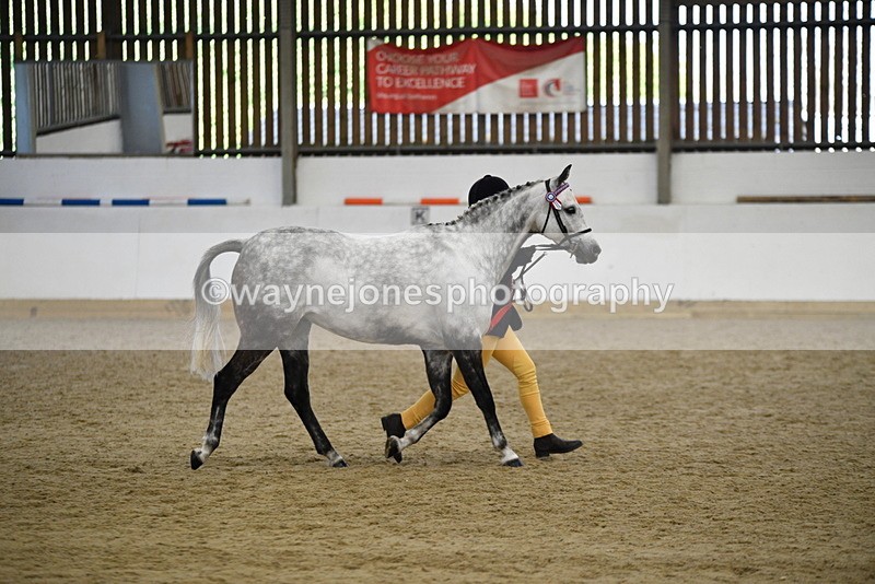 WJ5_5744 - Morning in hand Championship