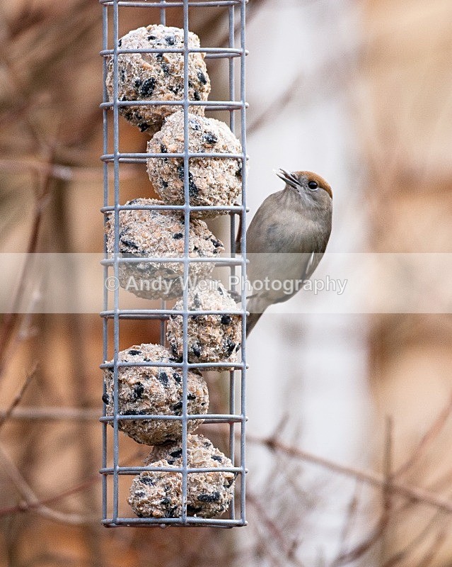 20090110-015 - Warblers