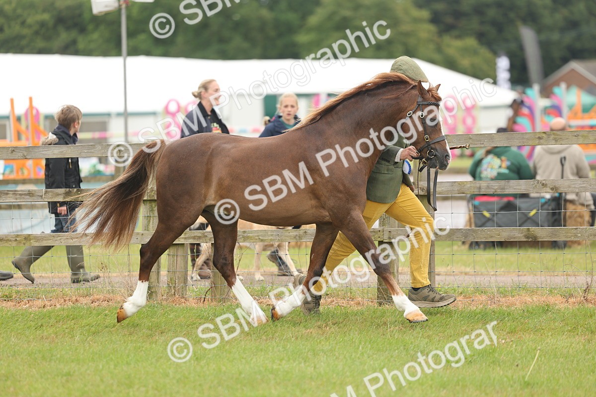 SBM_02286 - Class 50-57 - M&M Welsh Pony In Hand