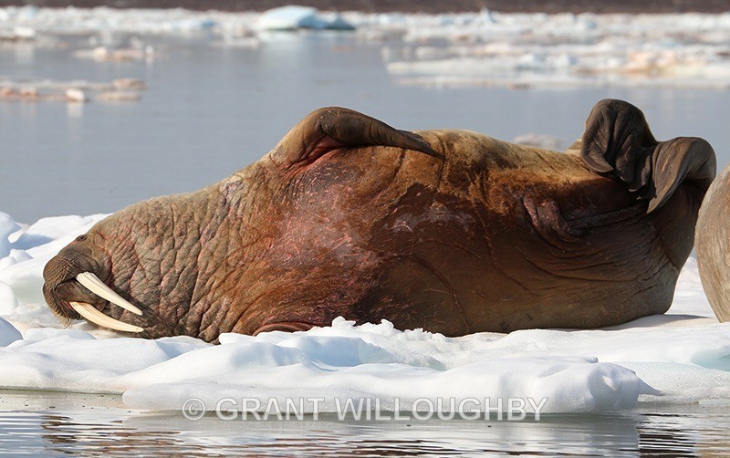 Pigged out - Arctic