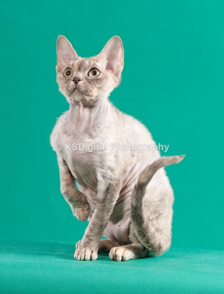  - Villamagic Devon Rexs