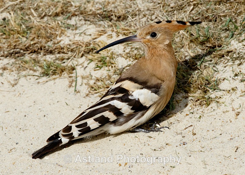 Astland Photography, Bird and Wildlife Images, Susan and Peter Wilson, U.K.