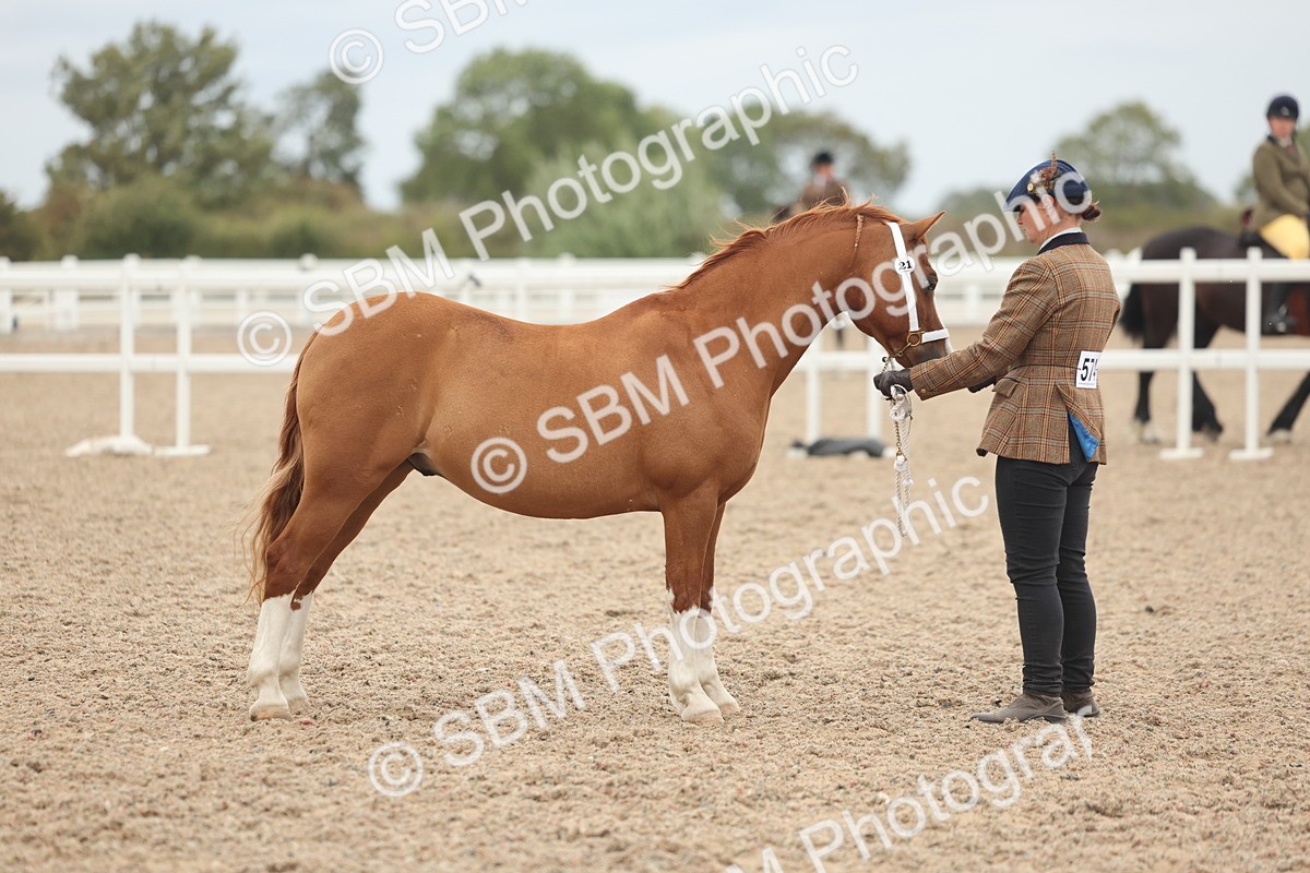 SBM_19330 - Class 317 - IH Pure Bred Horse-Pony