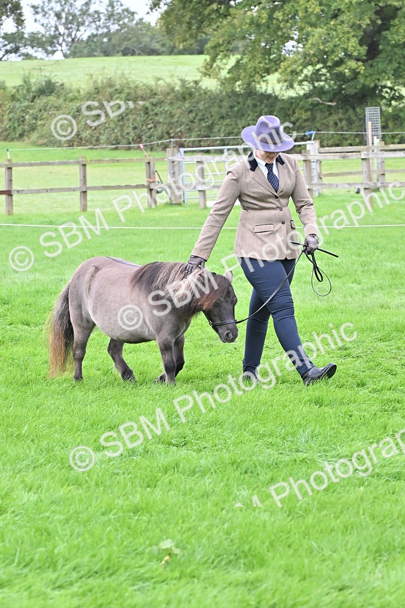 SBM_60892 - S48 - Mountain & Moorland In Hand Small Breeds