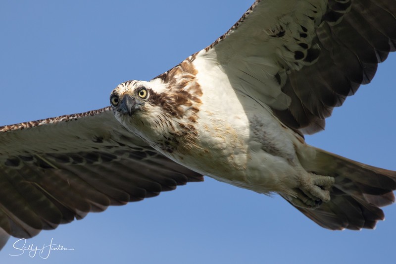 Osprey in Flight 10