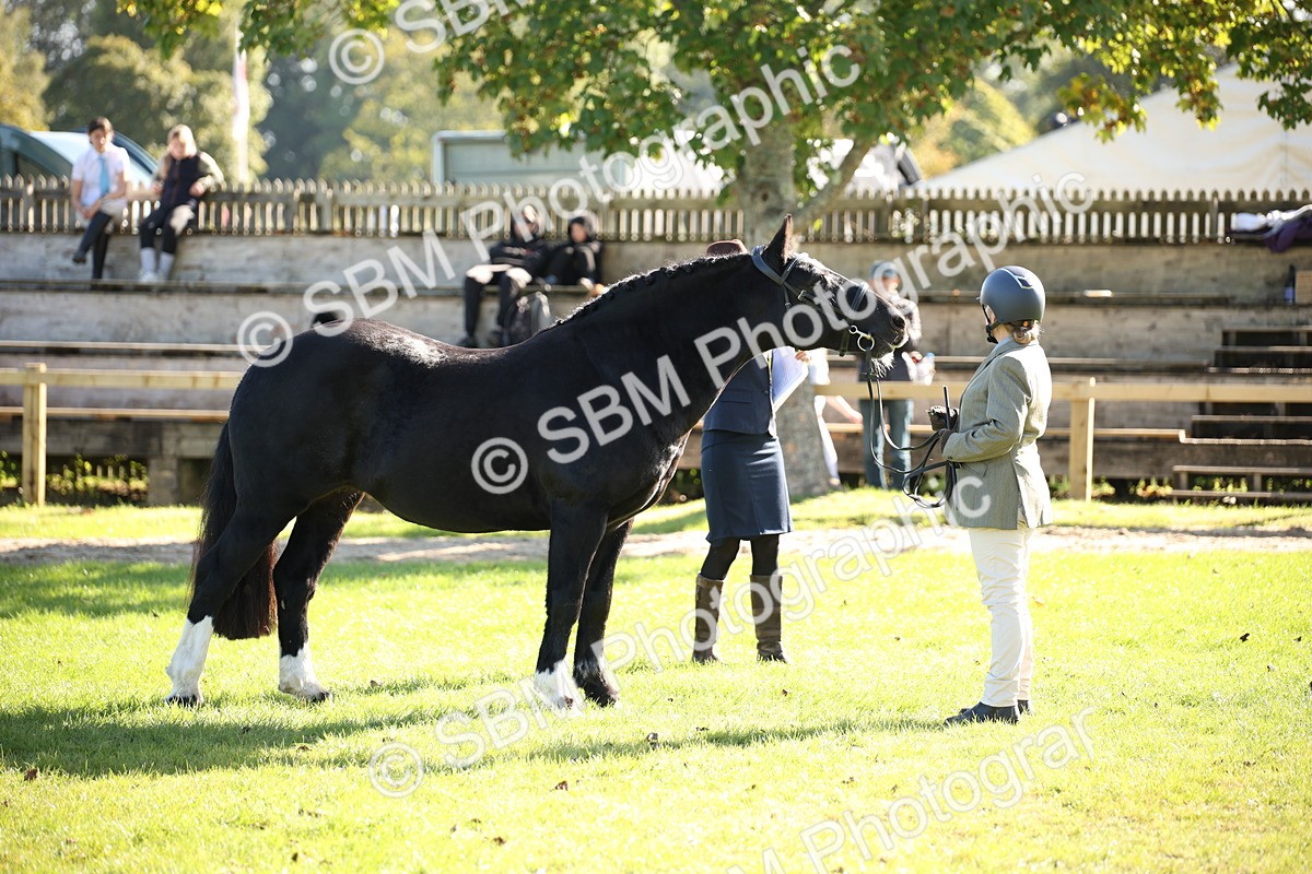 SBM_36588 - S10 - Best In Hand Horse & Pony