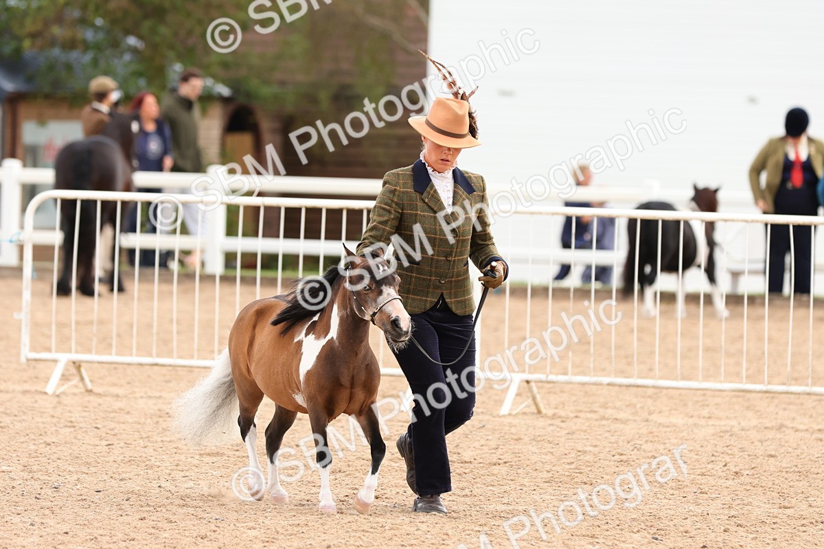 SBM_10329 - Class 206 - IH Non Show Type Pony