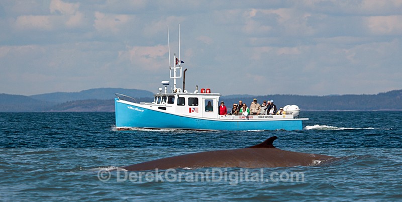 Finback Whale under heavy observation - Whales / Sea Mammals