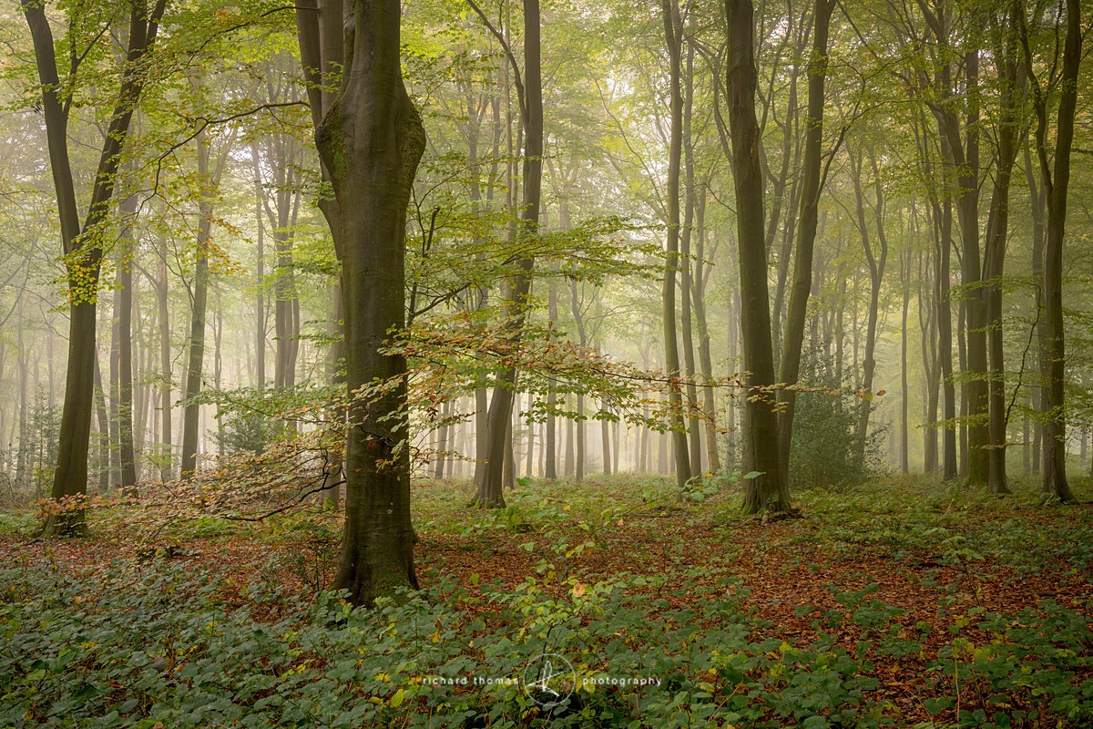Soon to be Mist - Woodland