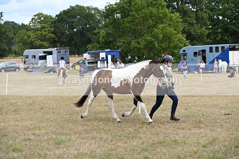 WJ6_5294 - Class 18 In-hand Coloured