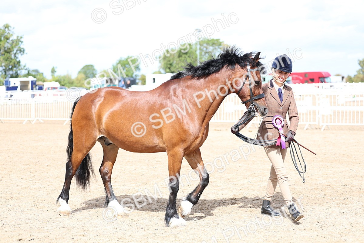 SBM_02421 - Class 19 - Horse or Pony Judge would most like to take home