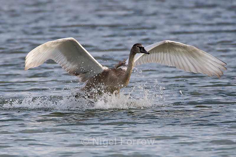 Mute Swan (juvenile) lands on the Northern Lagoon - Mute Swan