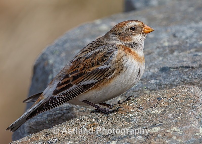 Snow Bunting - Latest Images