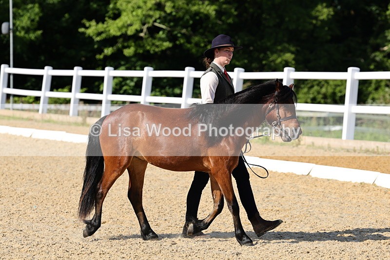 1X9A0634 - Class 3: Youngstock 1, 2, 3 year old not to exceed 153cm