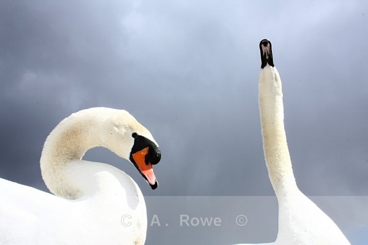 Posing Mute Swans - Photography