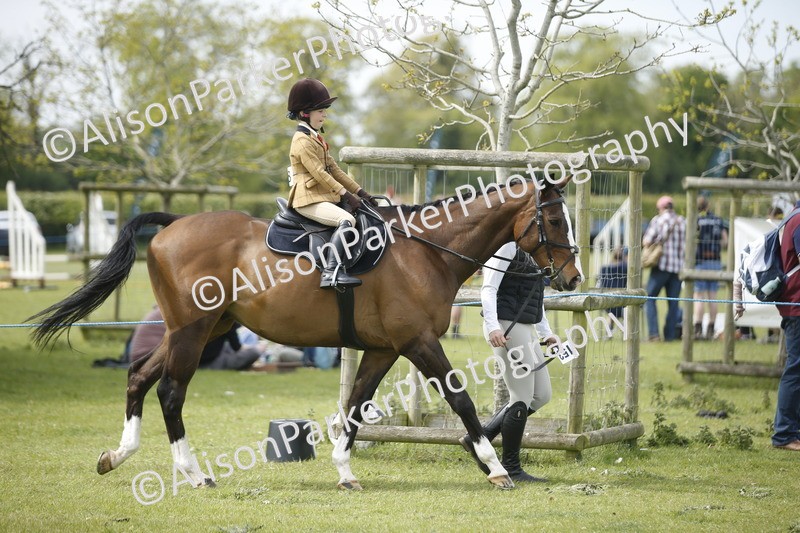 20260426-2133 - Class 9 - Handsomest Gelding