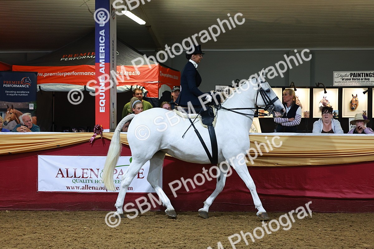 SBM_15029 - Class N - Side Saddle Champ