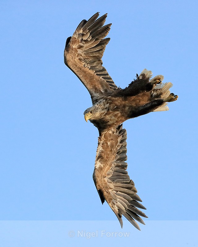 Sea Eagle starts fast dive, Flatanger, Norway - White-tailed Sea-Eagle