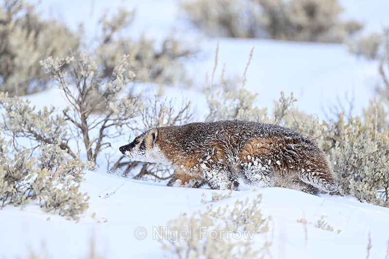 American Badger walking in snow, Yellowstone National Park - Badger