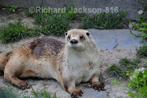 Giant River Otter - Animals