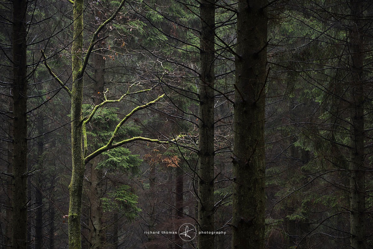 Green cloak - Woodland