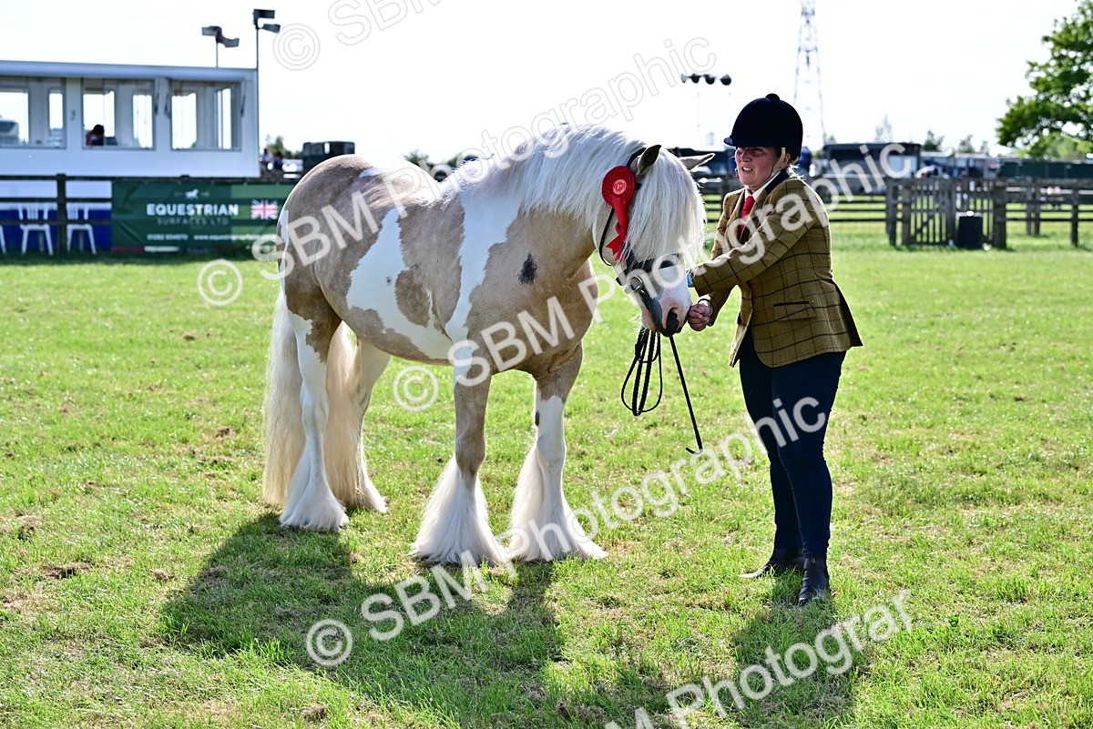 SBM_10156 - Class 63-65 - Traditional Gypsy Cobs In Hand & Ridden