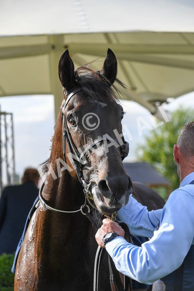250823-Race 6-Battle Cry-1097 - Race 6 4.45pm British EBF 40th Anniversary Convivial Maiden Stakes