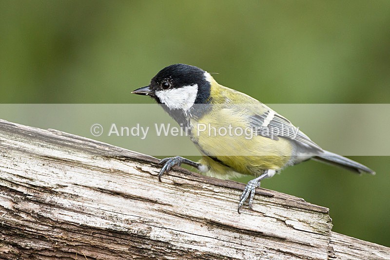 20130825-3K8A5633 - Great Tit