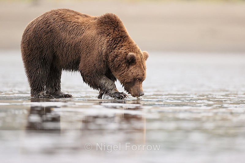 Grizzly Bear eating a clam at low tide, Silver Salmon Creek, Alaska - Brown Bear