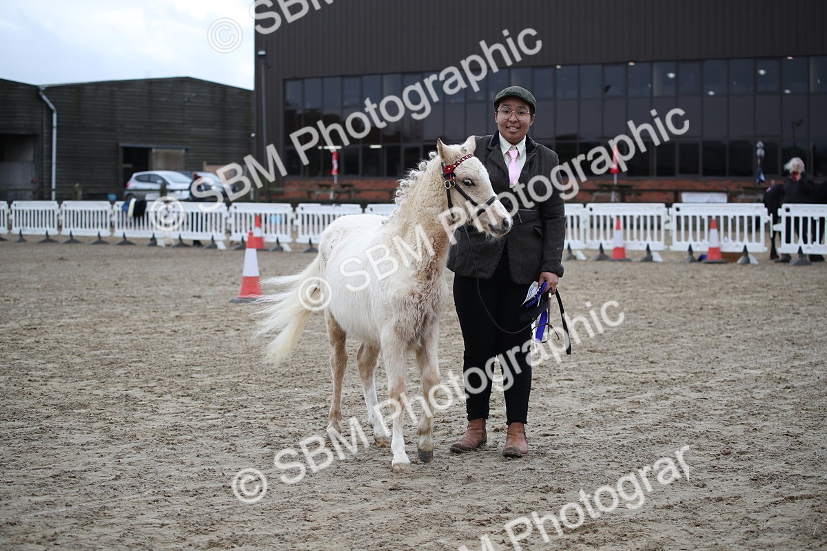 SBM_004586 - Class 5-9 - NPS In Hand-Show Hunter-Intermediate Ridden Inc Ridden Championship