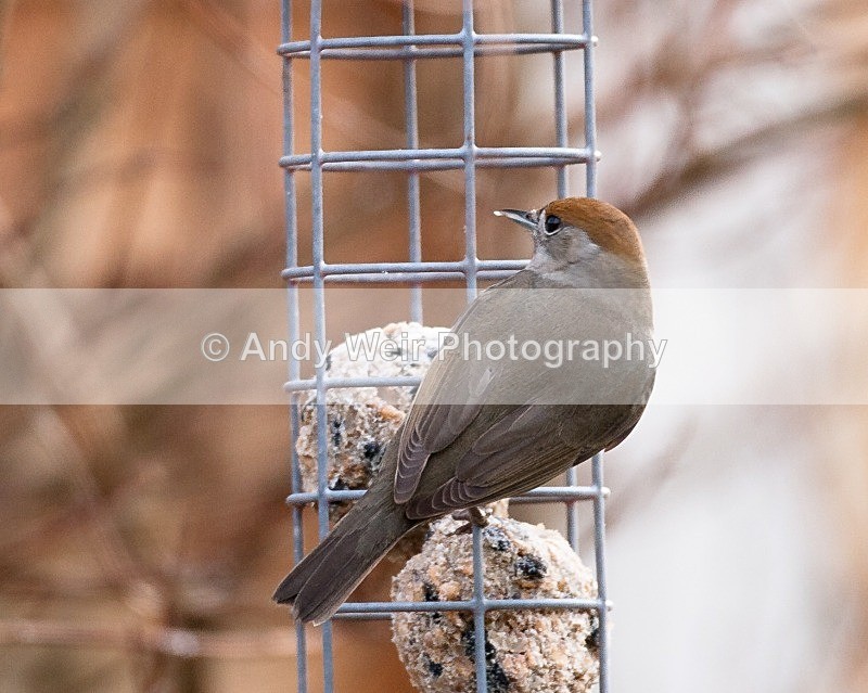 20090110-018 - Warblers