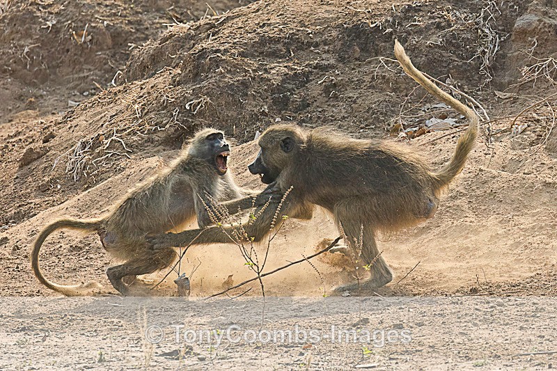 Squabbling  Baboon - Mana Pools ~ The Mammals