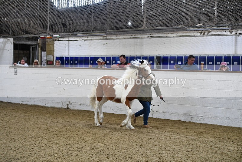 WJ5_3396 - Class 1 Youngstock