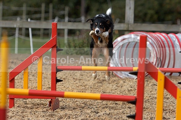  - Greenstead Green Farm Shop Animal Open Day