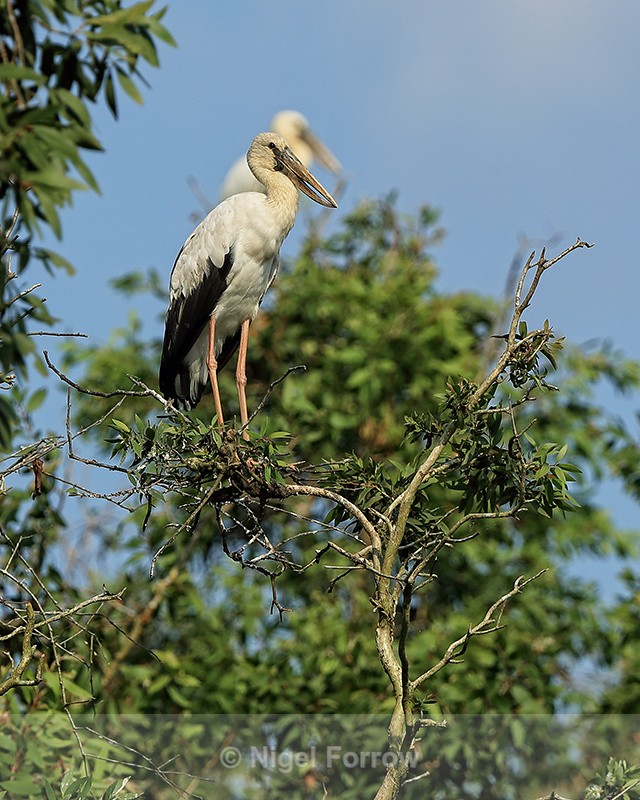 Asian Openbill perched on tree top, Gao Giong, Vietnam - Asian Openbill