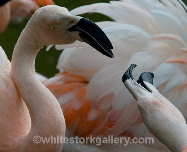 Flamingo - Wildlife and Animals