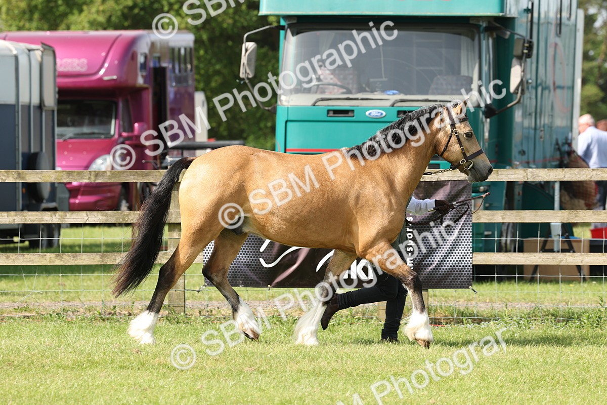 SBM_02088 - Class 6-13 - Mountatin and Moorland In Hand Welsh Breeds