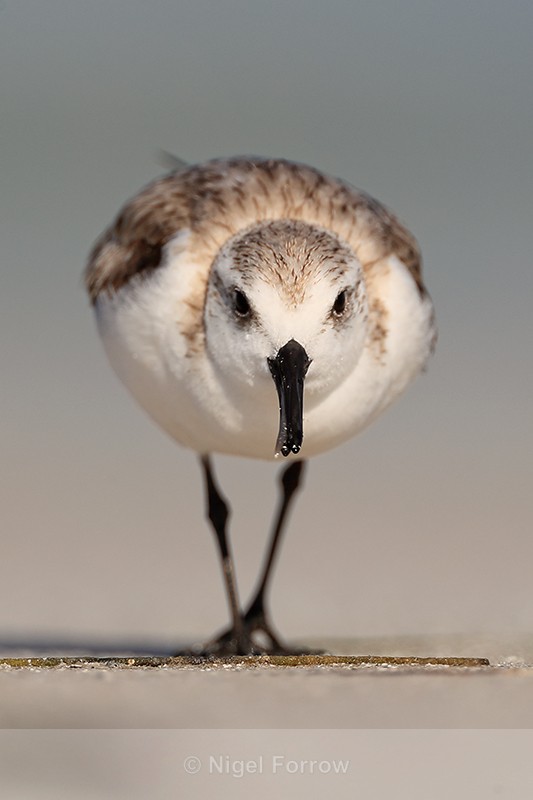 Close front view of Sanderling, Fort De Soto, Florida - Sanderling