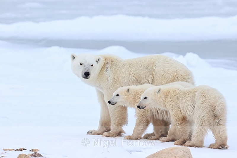 Polar Bear family pauses, Churchill, Canada - Polar Bear