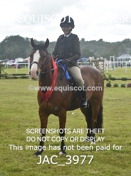 JAC_3977 - 55cm WORKING HUNTER