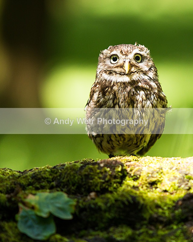 20140705-_MG_6127 - Captive Birds