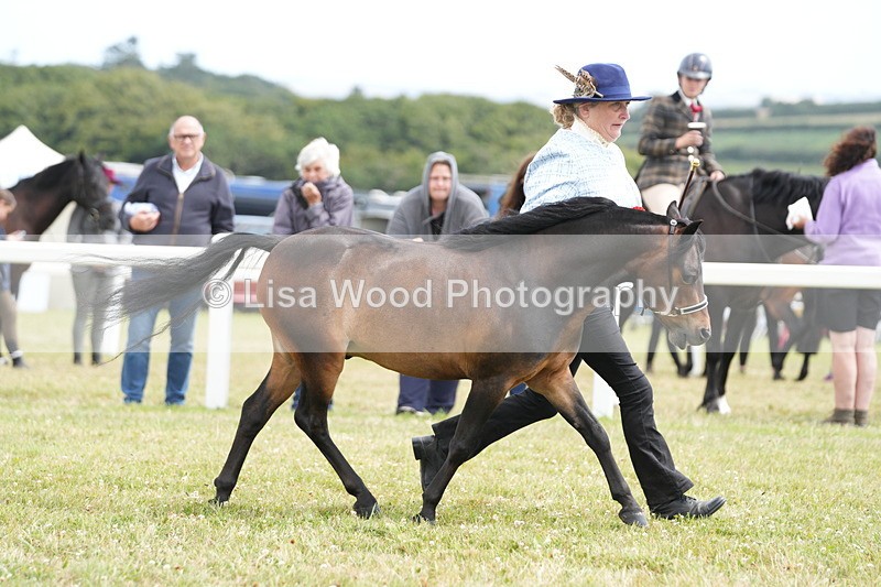 DSC06649 - Miniature Horse Championship