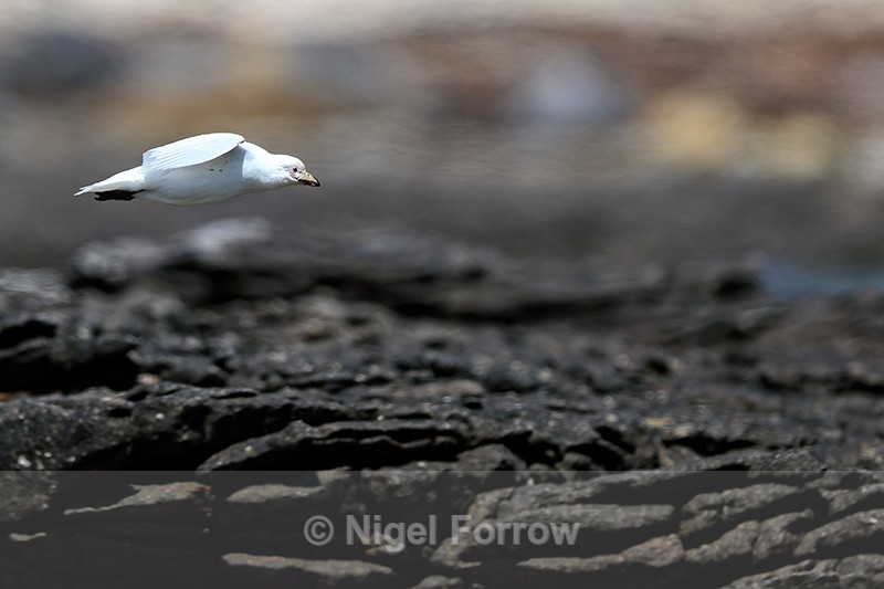 Snowy Sheathbill gliding over rocks, Carcass Island, Falklands - Snowy Sheathbill
