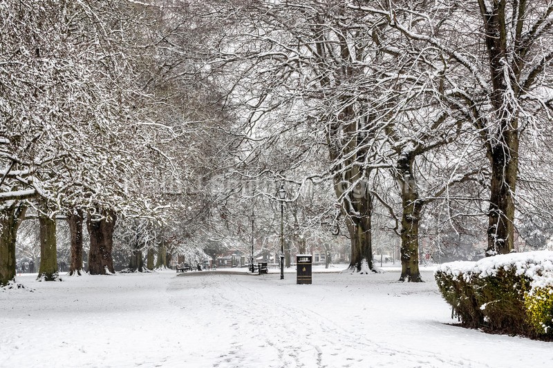 3KJS8514 - Trees in Abington Park