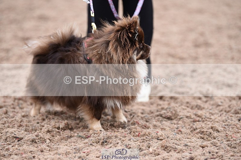 240518A-112416-00780 - Cls 1 Cutest Puppy