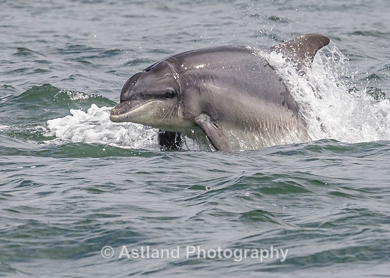 Astland Photography, Bird and Wildlife Images, Susan and Peter Wilson, U.K.