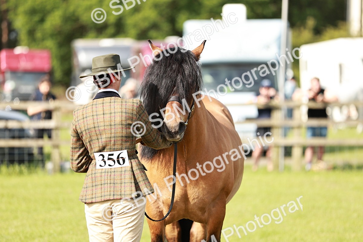 SBM_00815 - Class 14-23 - Mountain & Moorland In Hand Non Welsh