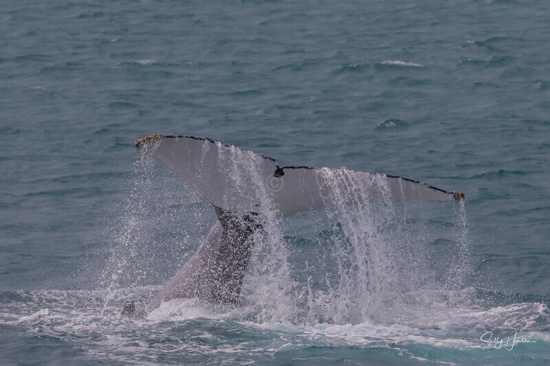 HB Tail Slap 9. 0A3A4688 - Copy - 2025 Hervey Bay Whales